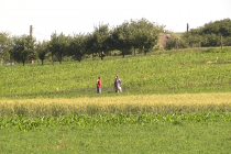 Agricultura la mâna lui Dumnezeu