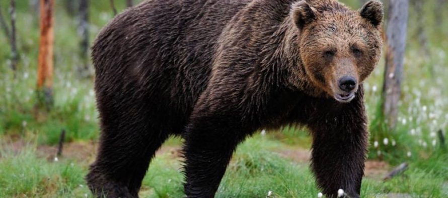 Un urs și-a făcut simțită prezența în comuna Tazlău și a pus pe jar autoritățile
