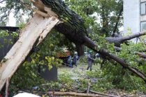 Primarul comunei Săvinești a intervenit pentru degajarea unui copac căzut