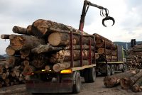 Amendă de 35.000 de lei pentru exploatarea ilegală a lemnului