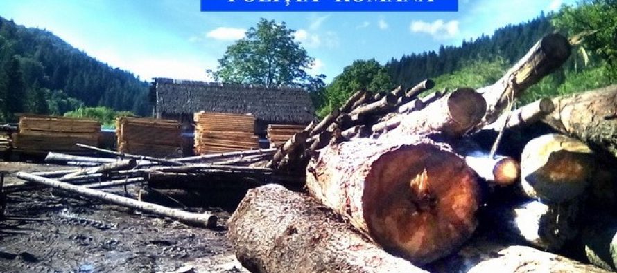 Societăți din Roznov și Bicaz amendate pentru deținere de material lemnos fără acte