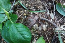 Un cetăţean a descoperit o grenadă în timp ce efectua lucrări agricole