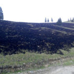 Incendiu vegetatie Sabasa (1)