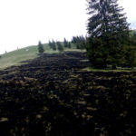 Incendiu vegetatie Borca