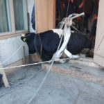Vaca cazuta in beci cordun (2)