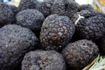 Un tânăr din Oniceni a fost prins în flagrant în timp ce recolta trufe cu ajutorul a 4 câini