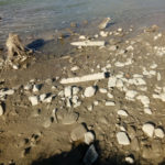 30.09 munitie neexplodata_Albia raului Moldova 1