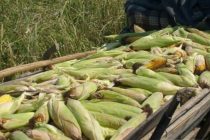 A bătut o femeie pentru că l-a prins în timp ce fura porumb