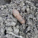 Munitie neexplodata Arinosu Ion Creanga (33)