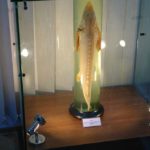 Expozitia Grigore Antipa 150 (2)