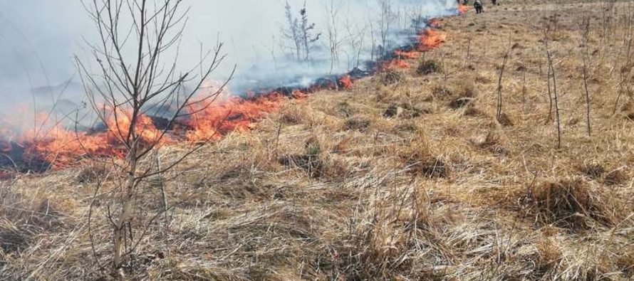 3 incendii de vegetație stinse de pompierii de la Piatra Neamț