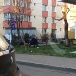 Proprietar caini de companie (2)