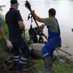 Caruta cu cai cazuta in bistrita (1)