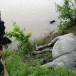 Caruta cu cai cazuta in bistrita (4)