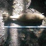 Munitie neexplodata Vanatori Neamt - Brusturi (2)