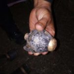 Proiectile neexplodate sfecla de zahar Roman (3)