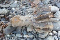 Muniție neexplodată descoperită într-o balastieră din Timișești