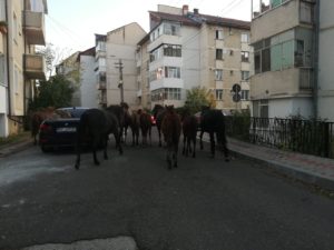 cai la pascut pe spatiu verde