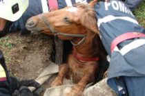 Cal căzut într-un cămin de apă, salvat de pompieri