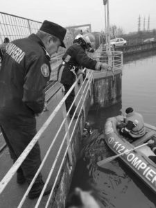 Porci morti hidrocentrala Savinesti