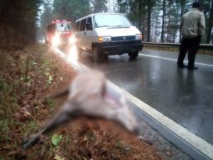 caprioara lovita mortal microbuz