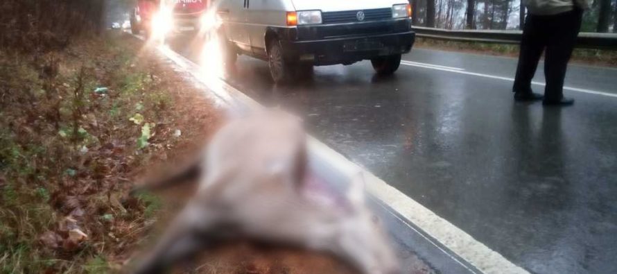 O căprioară a fost lovită mortal de un microbuz școlar în comuna Borca
