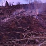 Incendiu vegetatie uscata Pipirig (4)