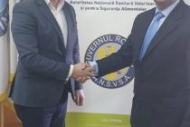 ANSVSA nu interzice creșterea porcilor în gospodărie