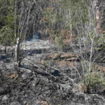 Incendiu de vegetatie Poiana Teiului (3)