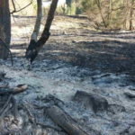 Incendiu de vegetatie Poiana Teiului (4)