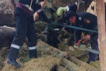 Mai multe animale scoase de pompieri de sub dărâmăturile unui adăpost