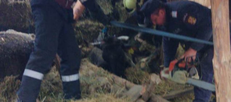 Mai multe animale scoase de pompieri de sub dărâmăturile unui adăpost