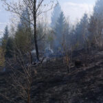 incendiu vegetatie Borca