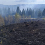 incendiu vegetatie Borca 2