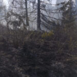 incendiu vegetatie Borca 3