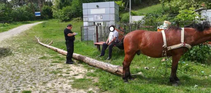 Prins în timp ce fura un copac din pădure