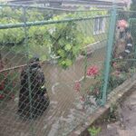 gospodarii inundate in Neamt (3)