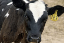 Acțiune a polițiștilor nemțeni, în comuna Tămășeni, pentru combaterea furturilor de animale