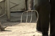 Un bărbat din Făurei a desfigurat cu furca un consătean