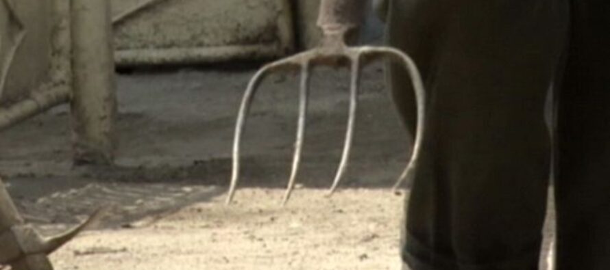 Un bărbat din Făurei a desfigurat cu furca un consătean