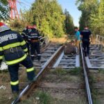 bovina salvata de pe calea ferata (1)