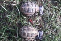 3 grenade descoperite într-o fântână din Țibucani
