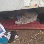 adaposturi improvizate cersetori piatra neamt (4)