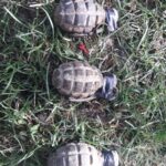 grenade descoperite in fantana tibucani (1)
