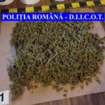 cannabis confiscat DIICOT Neamt