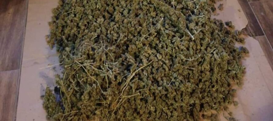 4 persoane reținute pentru trafic de droguri, peste 3 kg de cannabis confiscate de polițiști