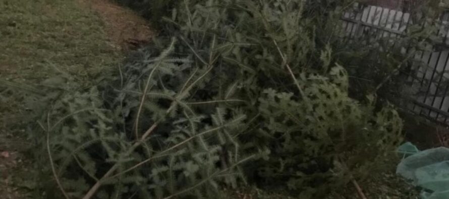 Poliţiştii au confiscat 59 de brazi din curtea unui cetățean din Cândești