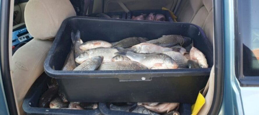 Comercianți prinși în timp ce vindeau pește fără acte legale