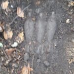 munitie neexplodata padurea nemtisor (1)