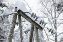 Sute de familii din Neamț au rămas fără energie electrică din cauza ninsorilor și a vântului